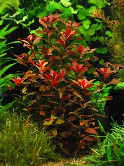 Ludwigia sp. Mini Super Red